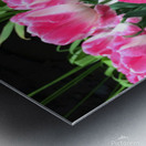 Tulips Are Better Than One C Impression metal