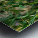 To Bee or Not to Bee   Impression metal