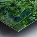 Pop My Cherry Tomato Metal print