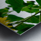 Hello Sunshine 2 Metal print