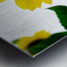 Blooms of Joy 3 Impression metal