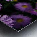 Pink Daisies 2B Impression metal