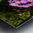 Pink Daisies  Metal print