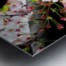 Cherry Blossom 2B Metal print
