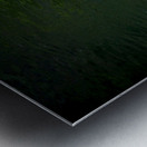 Playful Koi Impression metal