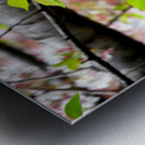 Cherry Blossom 2 Impression metal