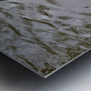 A Black Swan Moment 2B Metal print