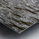 Only The Lonely Loon 1B Metal print