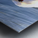 Swan at Rest Metal print