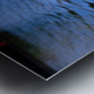 Graceful Swan by the River Metal print