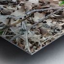 Crocus Rising Metal print