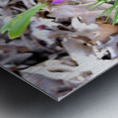 Spring’s Prelude Metal print