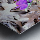 Spring Awakening Metal print