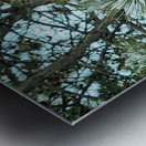 Winter Pinescape Metal print
