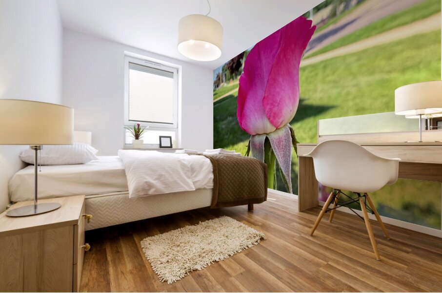 The Rose That Waits: Patience in Pink Mural print