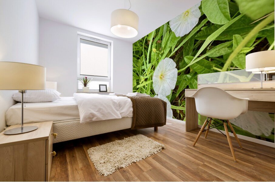 Bindweed Blossoms in the Grass Impression murale