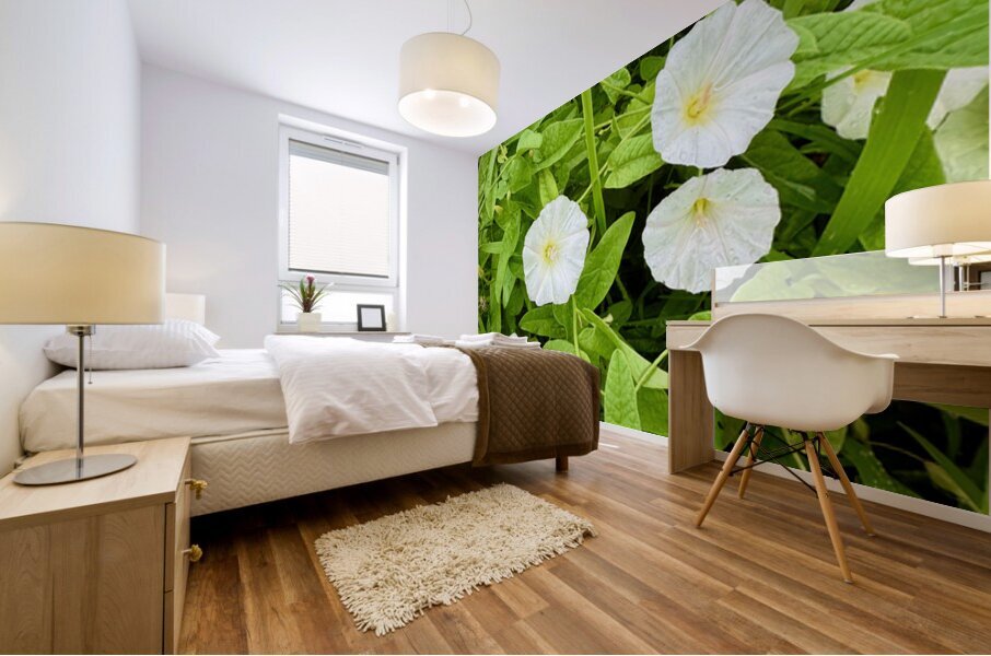 Clustered Bindweed Flowers Impression murale