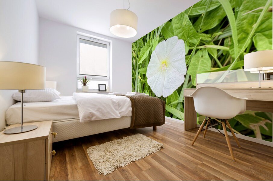 One Wild Bloom : Bindweed Focus Impression murale