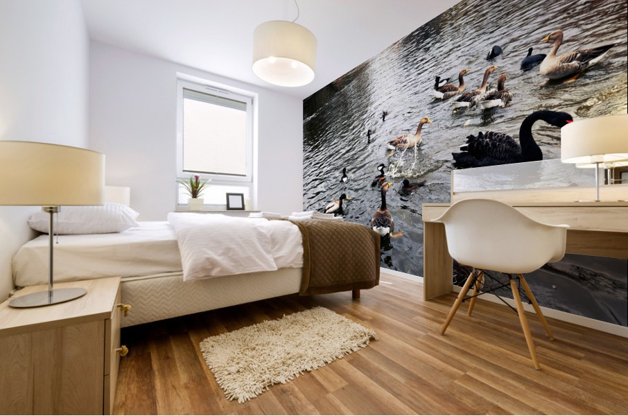 Ducking a Black Swan Moment Impression murale