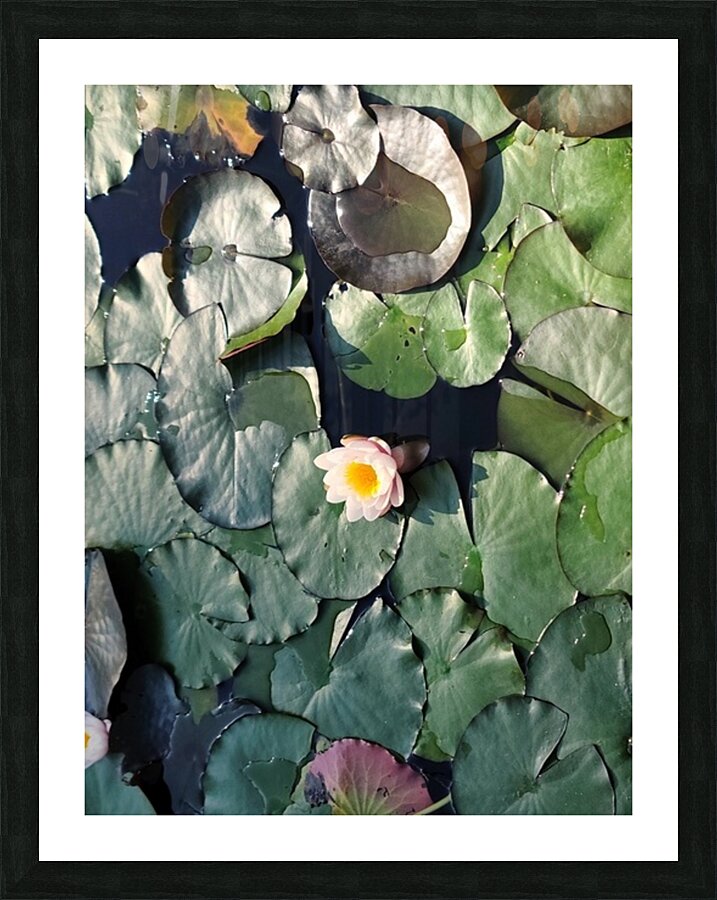 Sunlit Lily Picture Frame print