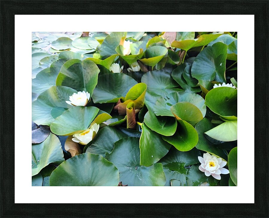Nature’s Quiet Triumph Picture Frame print