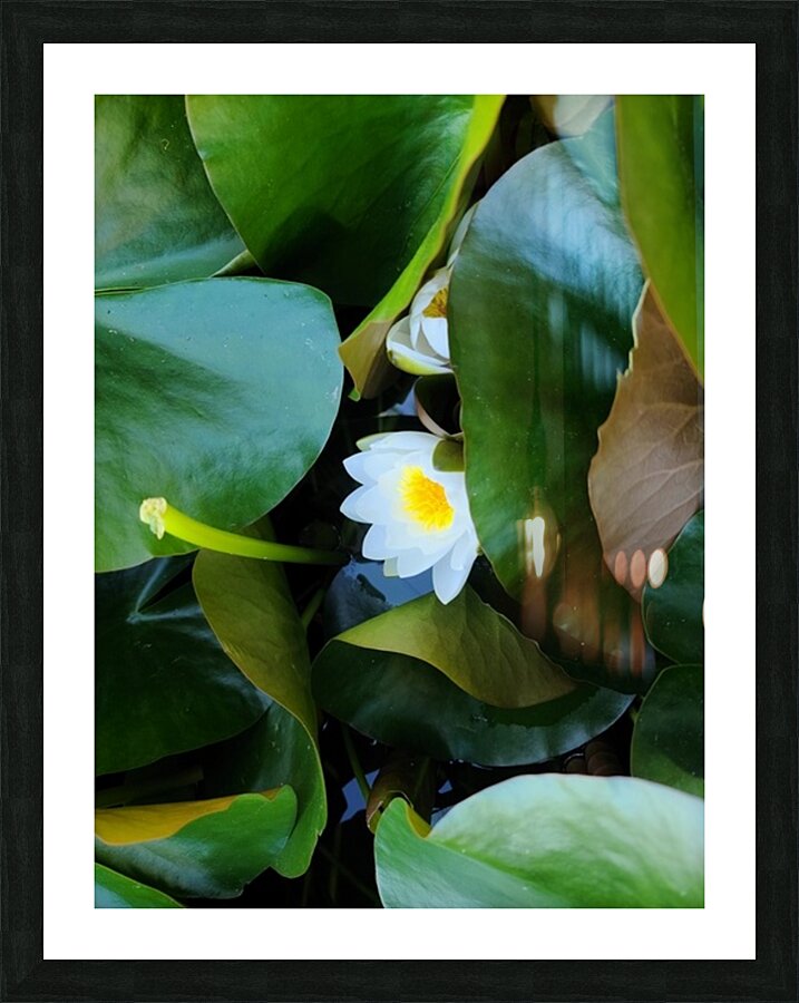 Shy Blossom in Green Embrace Picture Frame print