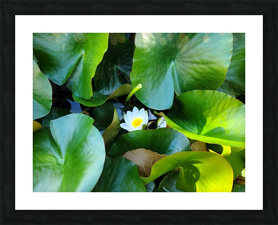 Lusty Lily: Beneath the Folds Picture Frame print