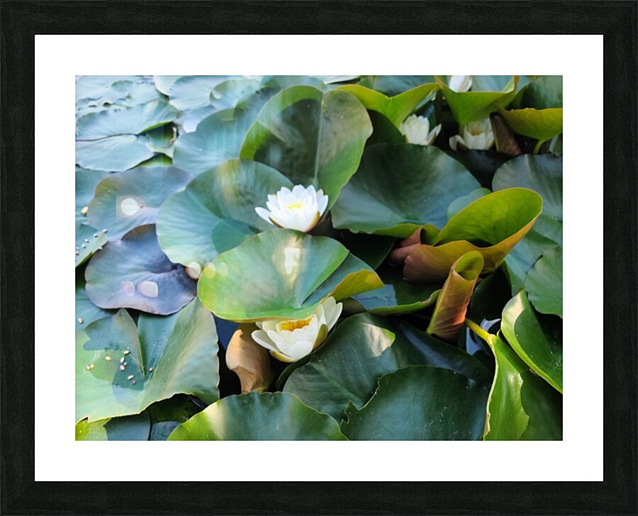 The Secret Life of Lilies Picture Frame print