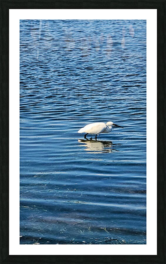 The Silent Hunt: A Lone Heron in Blue Picture Frame print