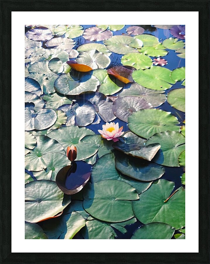 Lotus Lily Love: Promise of the Bloom Picture Frame print