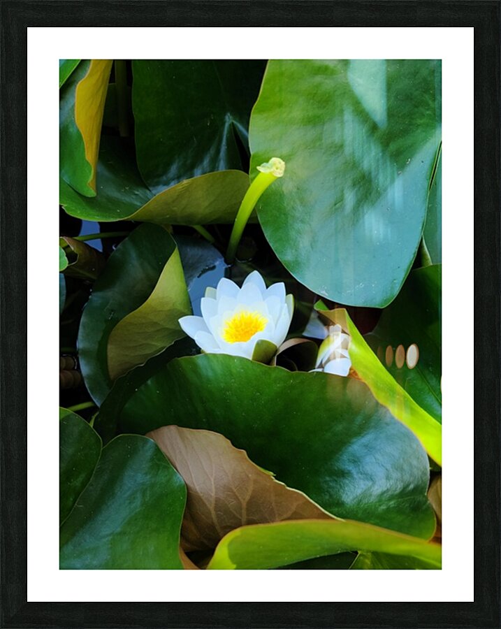 The Quiet Reveal: Beauty Beneath Picture Frame print