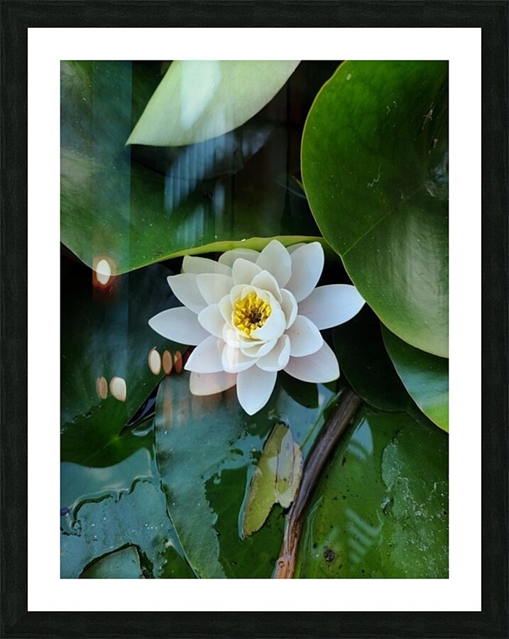 The Heart Within: Petals of Peace Picture Frame print