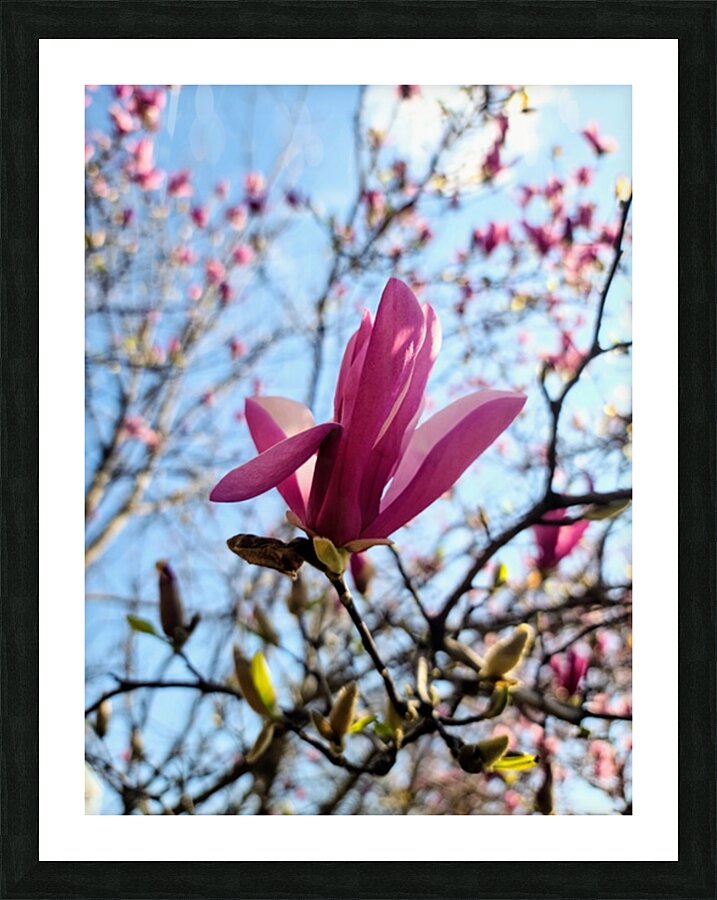The Quiet Language of Petals Picture Frame print