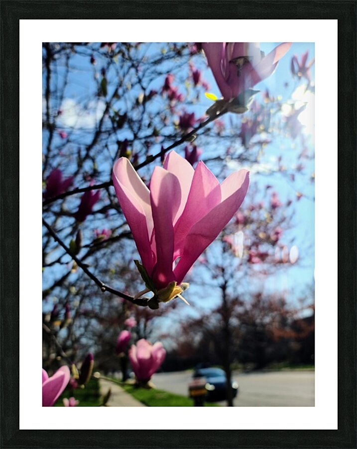A Magnolia Moment in the Middle of Everything Picture Frame print
