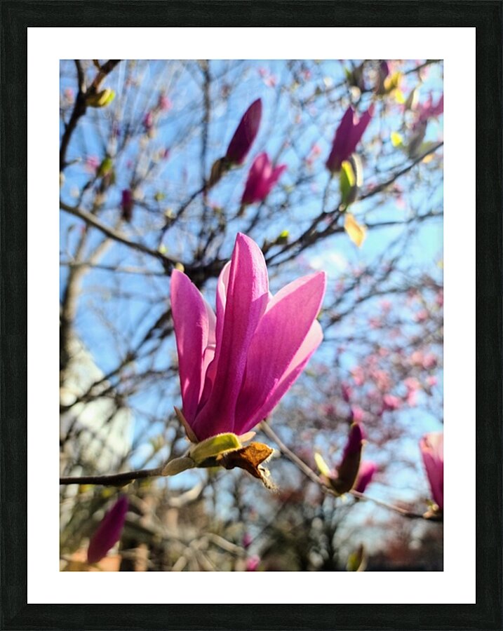 Magnolia Spring Bloom with Buds Picture Frame print