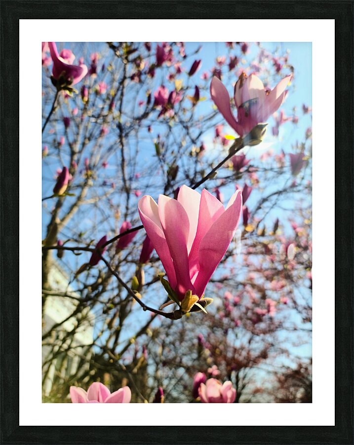 Spring Sun Worshipping Magnolia Impression et Cadre photo
