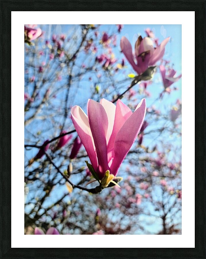 A Magnolias First Embrace of Light Picture Frame print