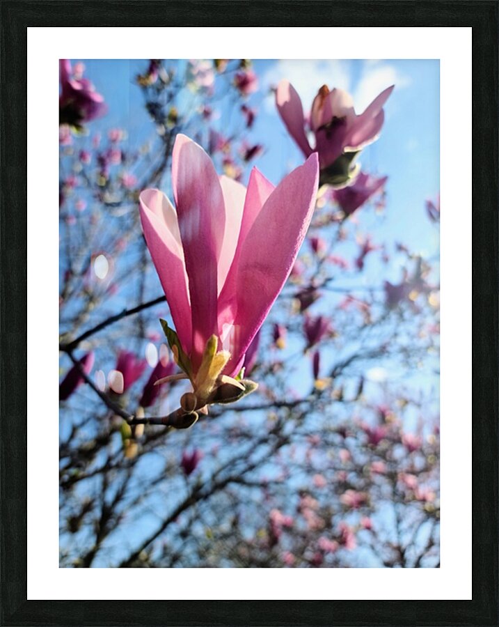 Pink Petals in Warm Light Picture Frame print