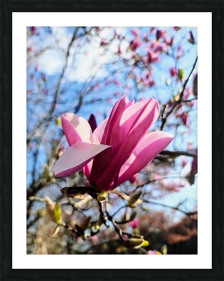 The Velvet Moment Between Bud and Bloom Picture Frame print