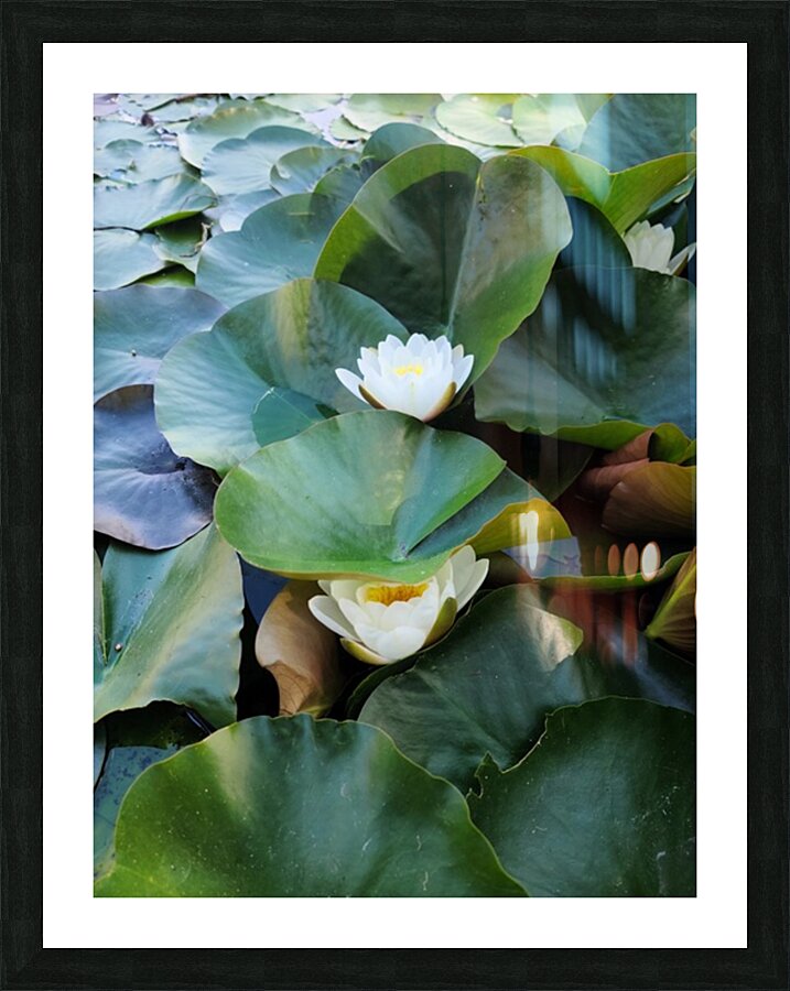 Hidden Beauty Water Lily Picture Frame print