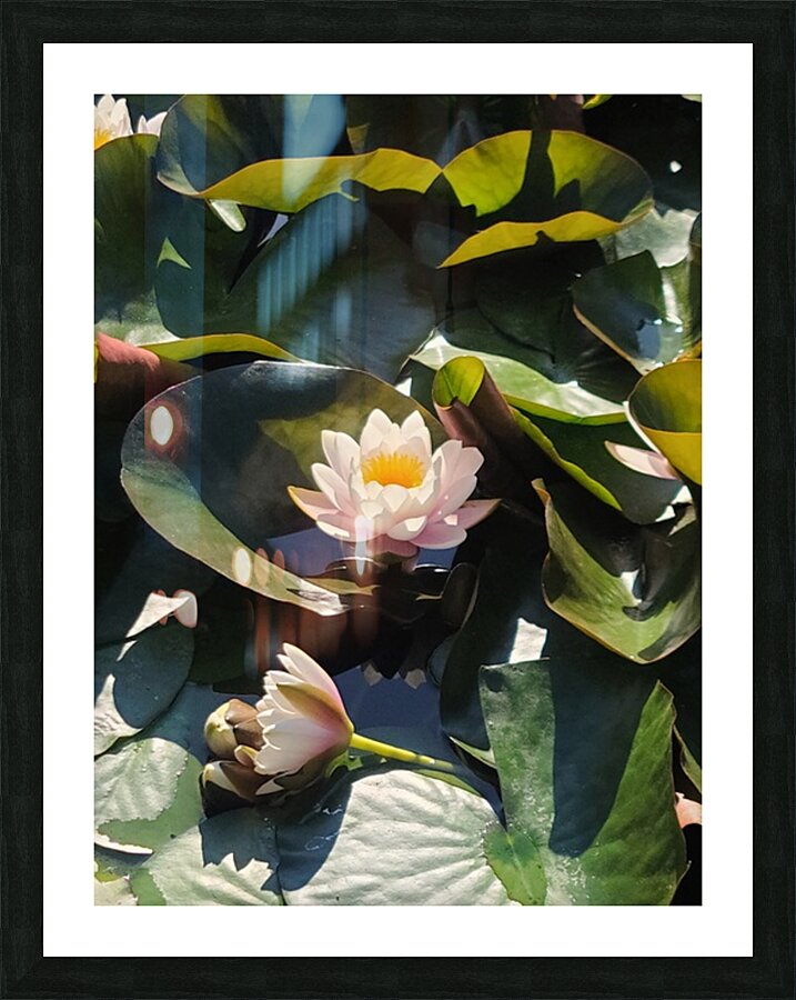 Sun-Kissed Petals: A Lilys Morning Picture Frame print