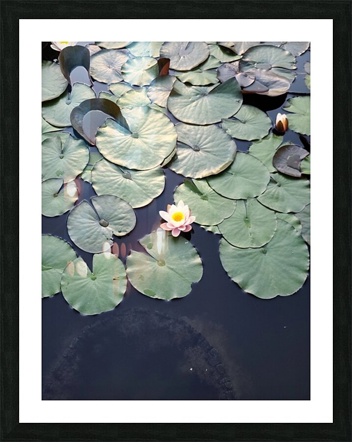 Blooms of Joy: Centered Among Giants Picture Frame print