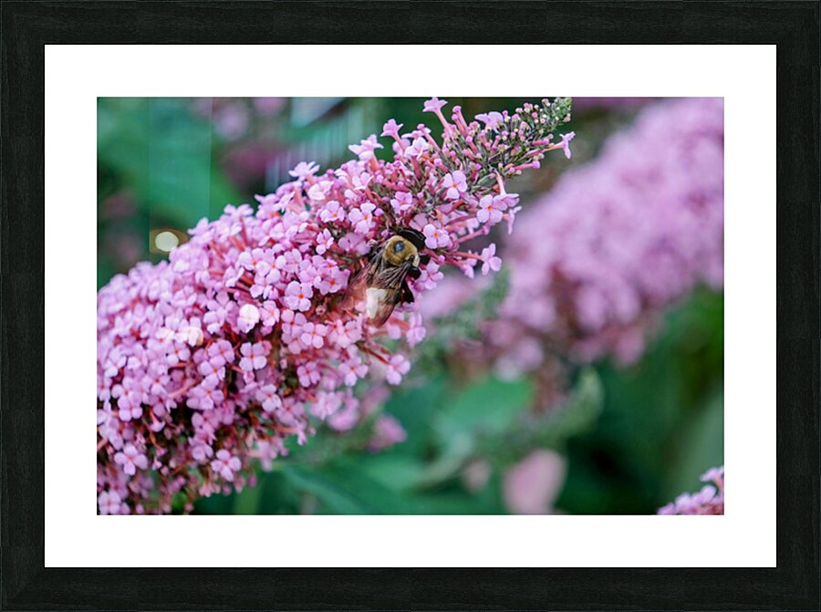 Sustaining Grace:  The Bee and the Butterfly Bush Picture Frame print