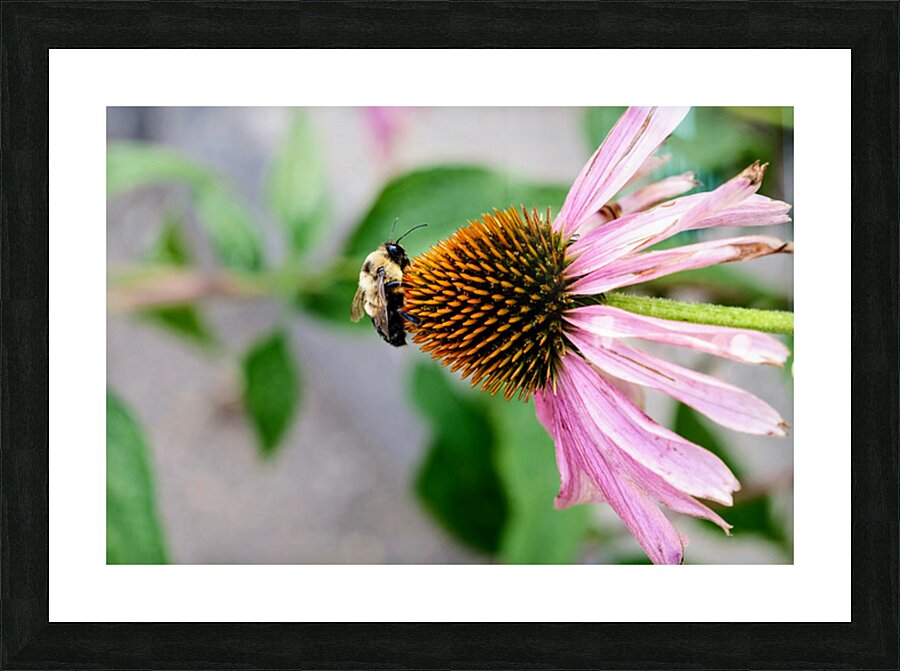 The Bee and the Purple Coneflower Picture Frame print