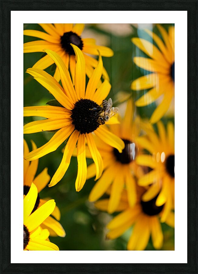Bee A Black-Eyed Susan Secret Guest Picture Frame print