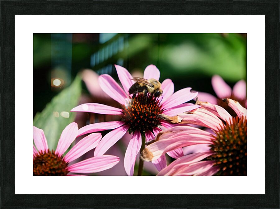 Coneflower and the Resting Wanderer Picture Frame print