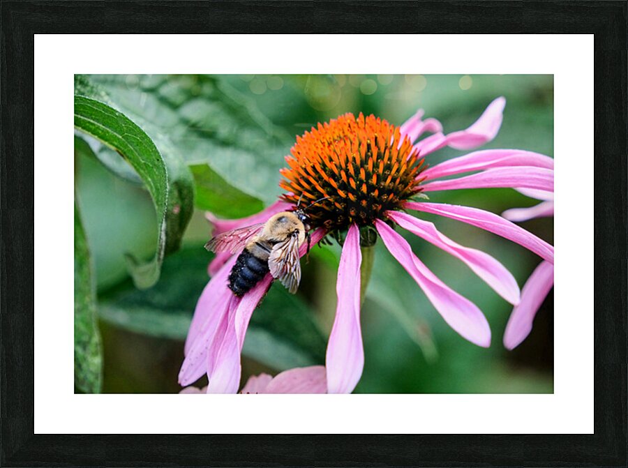 Stillness Amid the Spires of Echinacea Picture Frame print