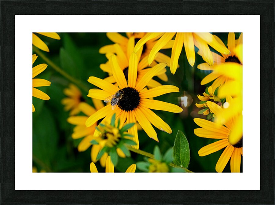 Black-Eyed Susans Dance Partner Picture Frame print