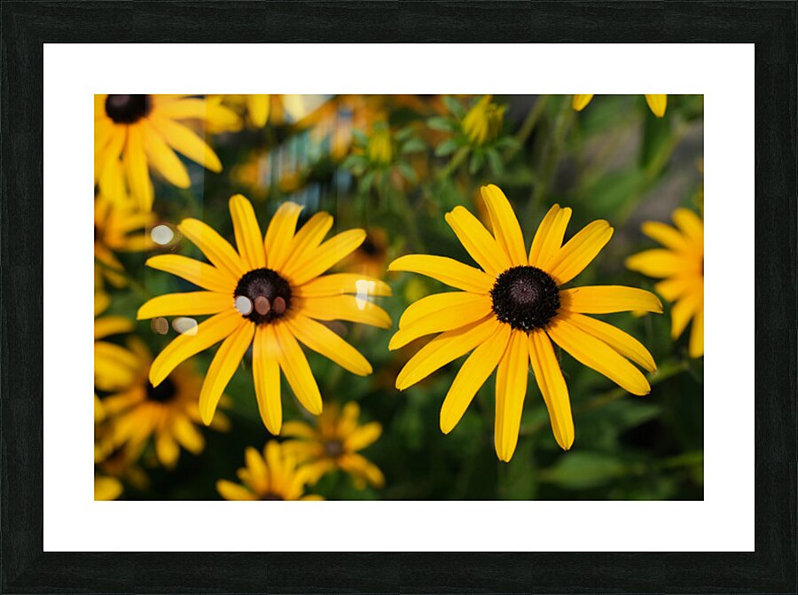 Golden Resilience: Black-Eyed Susan in Summer Bloom Picture Frame print