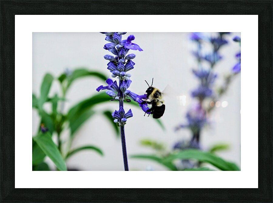 Just A Blue Salvia Buzzing Bee Picture Frame print